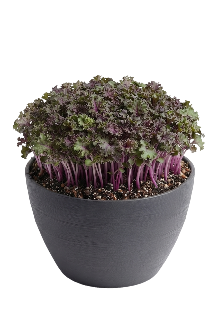 udewuhujch pot