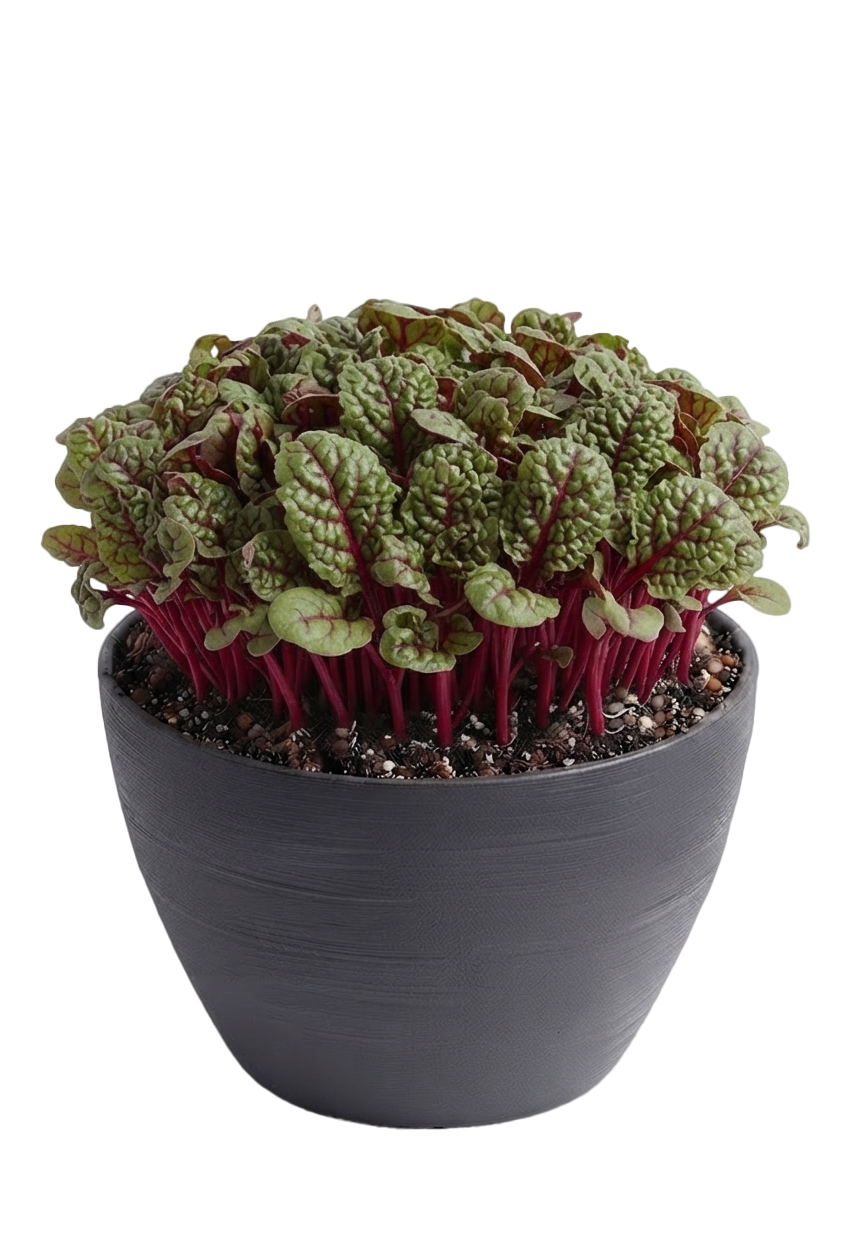 Beetrot pot