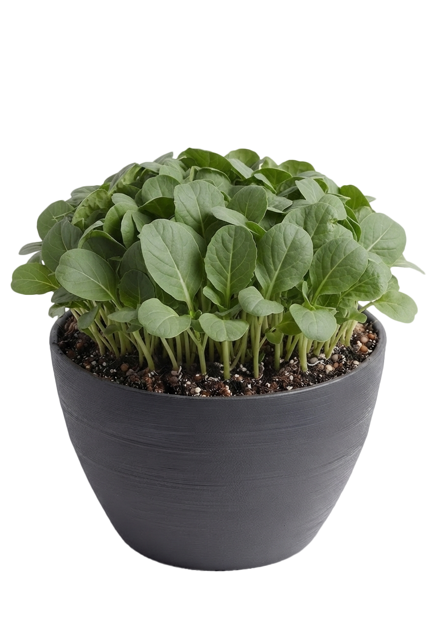 Basil pot